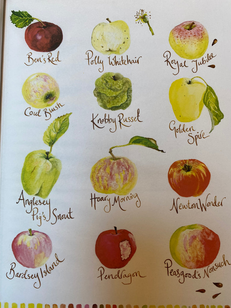 Archie’s Apple, by Hannah Shuckburgh ( hardback October 22)