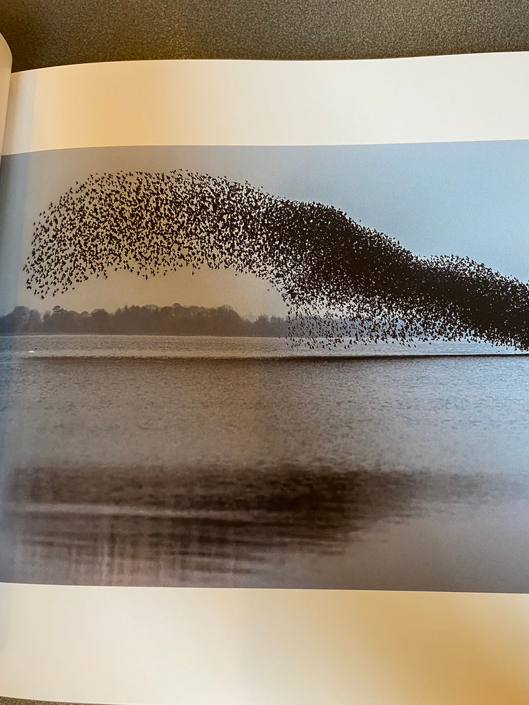 Murmurations, James Crombie ( hardback Oct 2024)