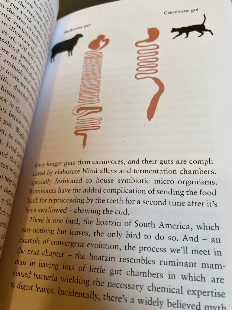 The Genetic Book of the Dead : A Darwinian Reverie by Richard Dawkins (paperback Oct 25)